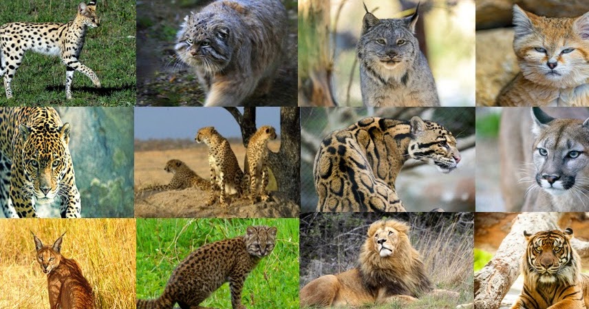 What Wild Cat Am I? Quiz