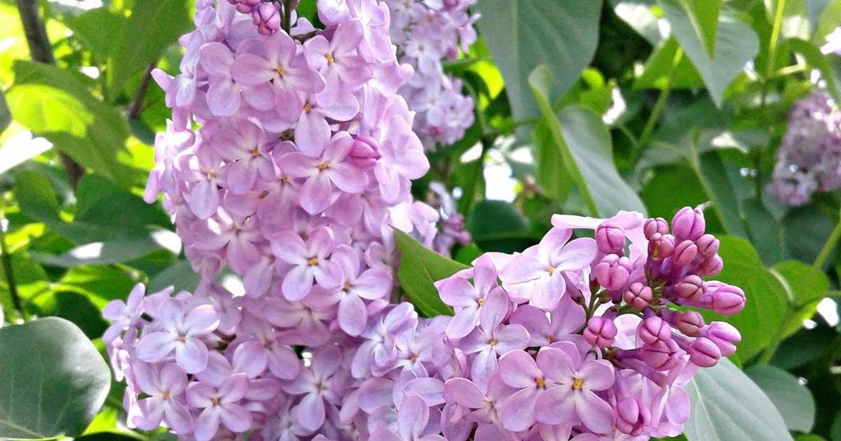 Day One Photography: Lilacs