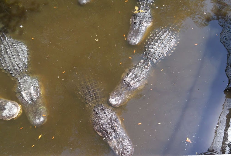 Photo of alligators at the nature park in Bonita Springs
