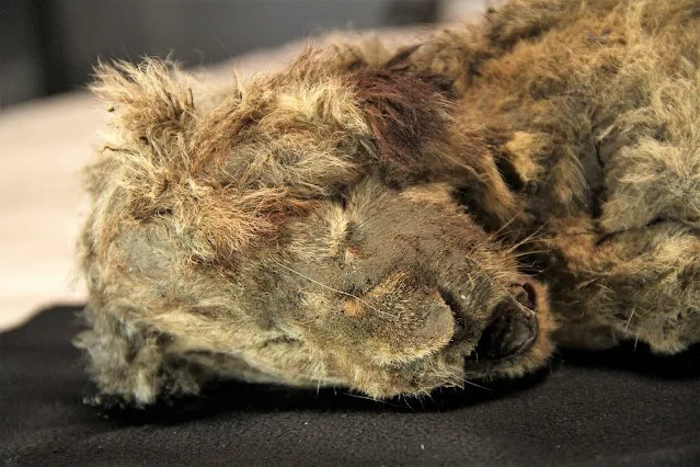 Almost perfect 28,000-year-old lion cub found in thawing Siberian permafrost