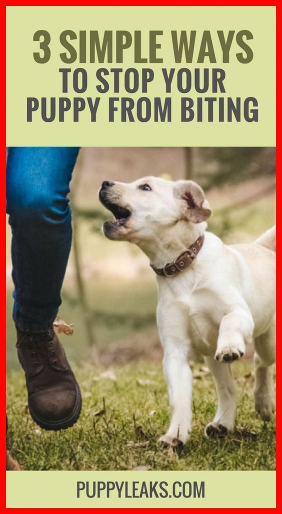 Lovely Dog 6 Easy Tips For Potty Training Your Puppy Potty Train A