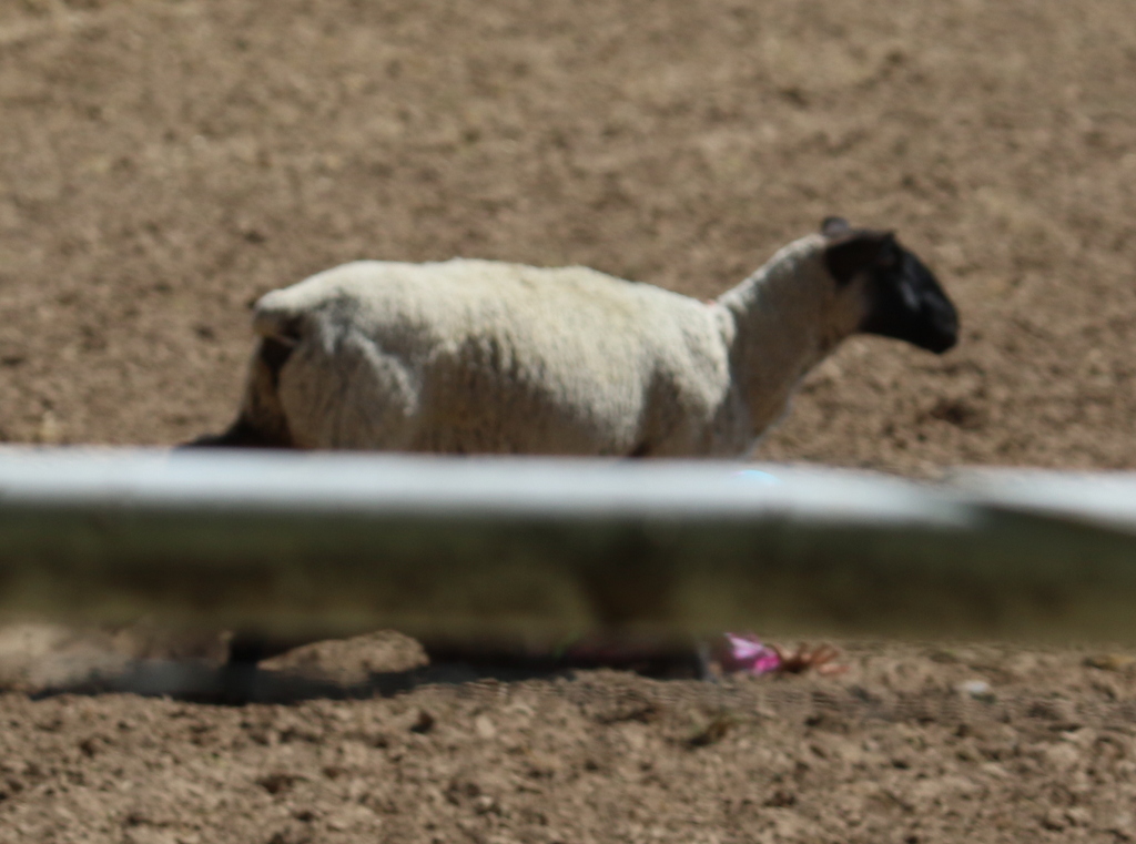 Desert Survivor Labor Day Kids Rodeo at Leamardo Days, Leamington, Utah