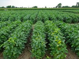 SOYBEAN CROP