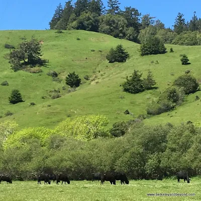 cattle graze on the grassy hill behind the shops complex in Duncans Mills, California