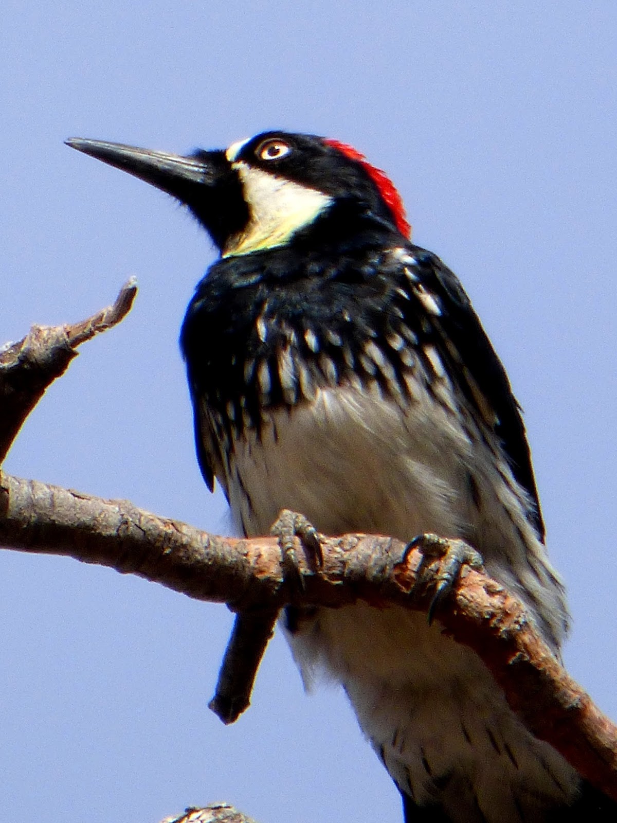 Geotripper's California Birds Acorn Woodpecker at Sequoia National Park