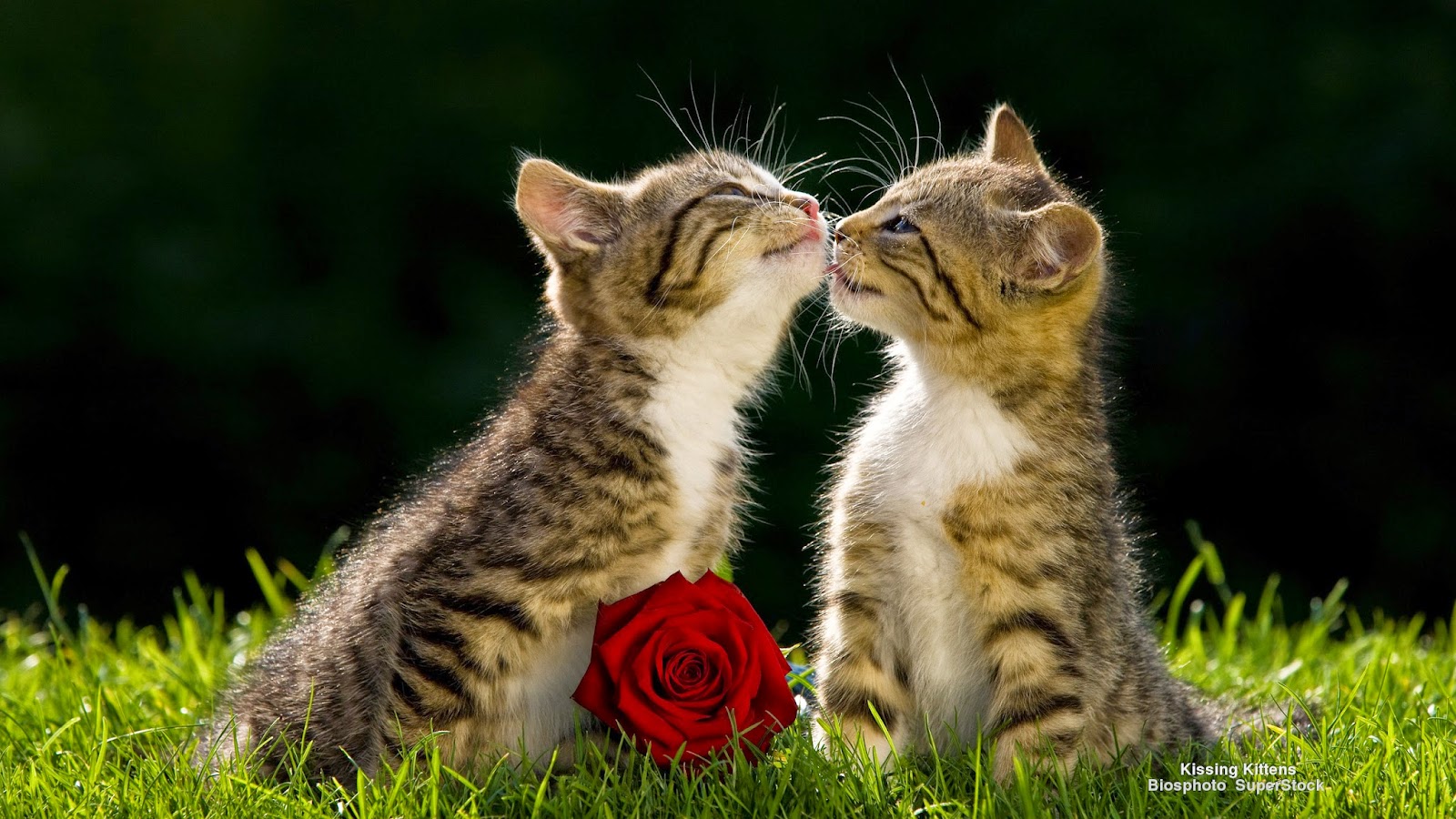Sheryl Ruthven I Love You: Dedicated to Sheryl Ruthven, Animal Lover