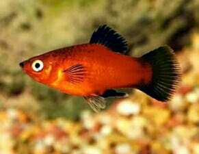 ikan platy