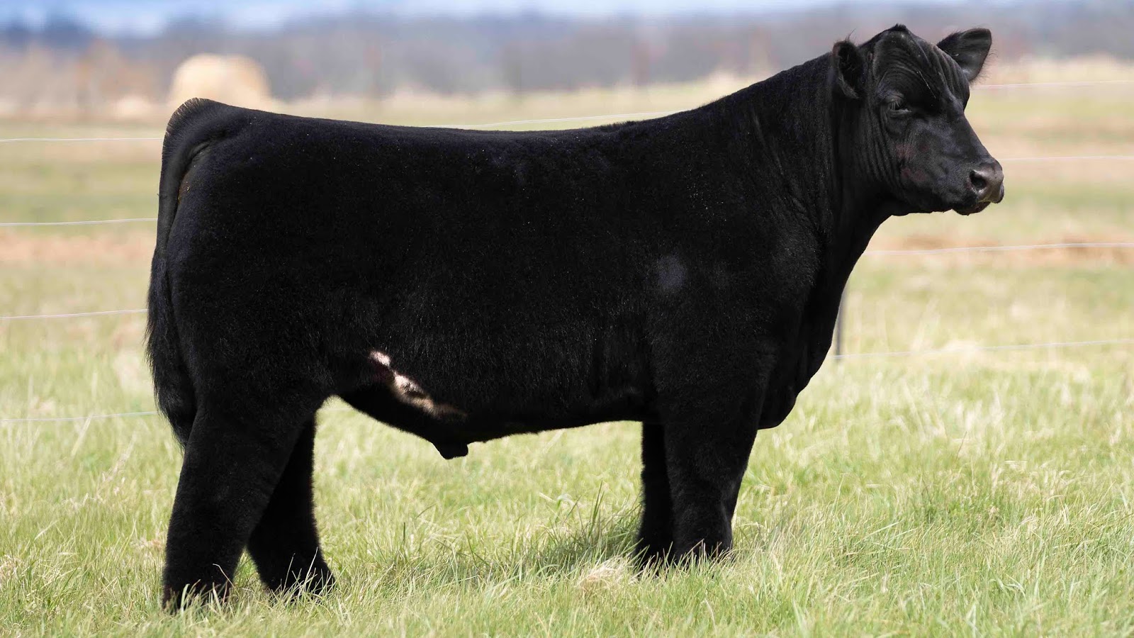 RCC Blog: First Class Bull Sale!