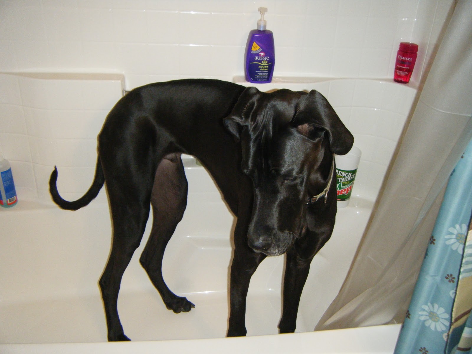 Run Hard, Tri Harder How to Give a Great Dane a Bath