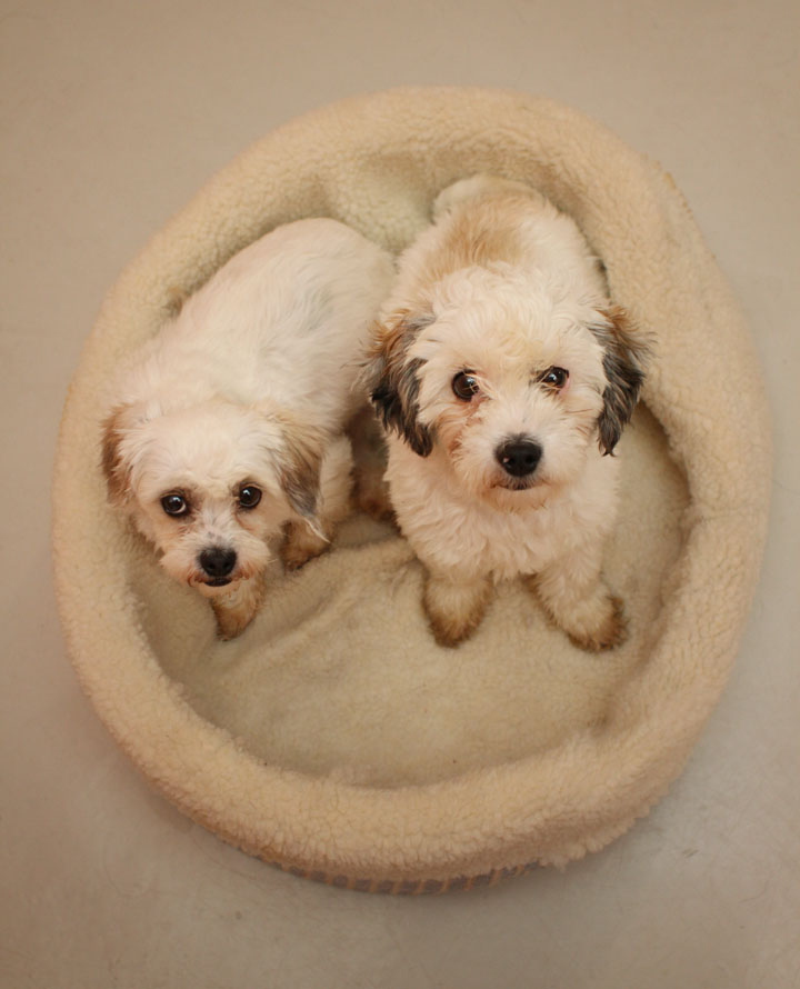 Unnamed Poodle Shih Tzu mixes Mother and Son Bonded Pair