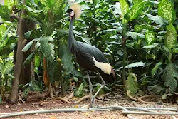 taman burung tmii jakarta