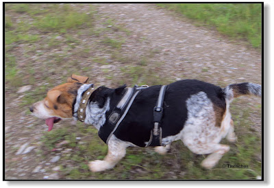 So schnell rennt ein Beagle