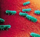 Bacteria with Cholera Representation