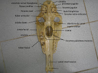 SOS Medicina Veterinária: Anatomia II - Cranio - Ruminante, suino ...