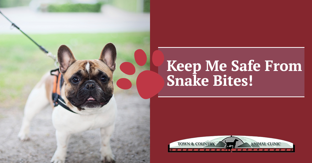 Town & Country Animal Clinic: Snake Bite Safety and Prevention Tips