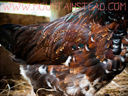 crib corn coop chicken renovation