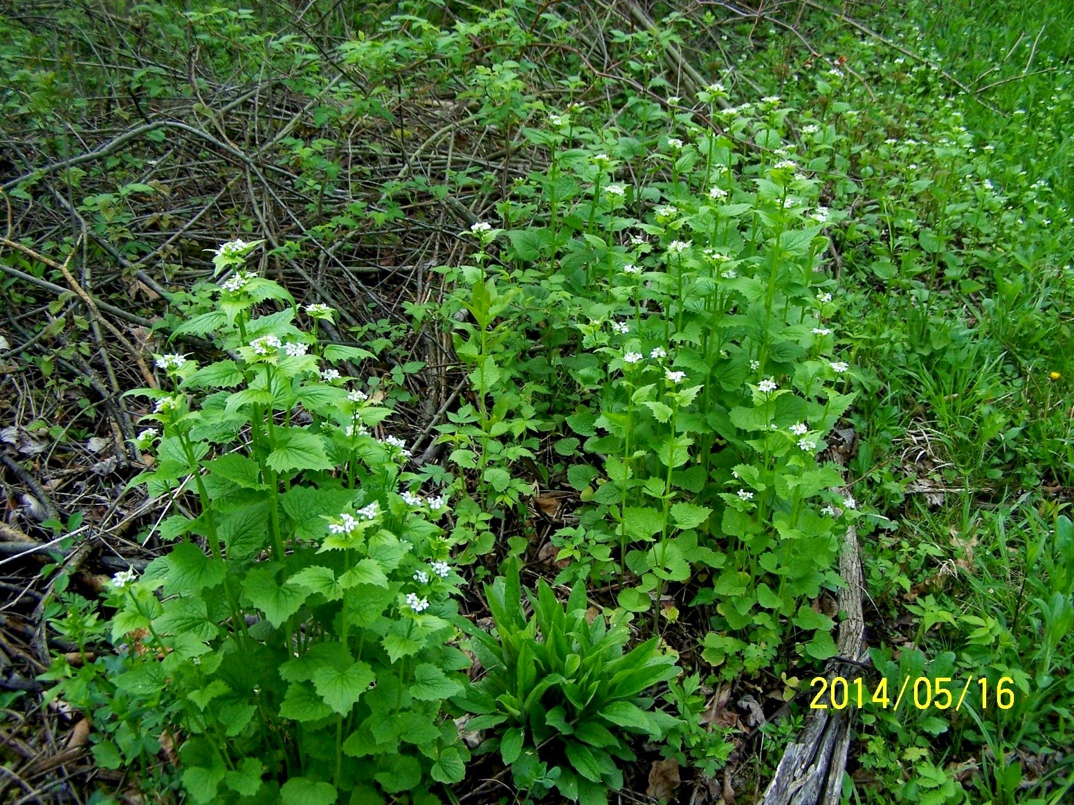 Thumb Land Conservancy Spring Garlic Mustard Pull