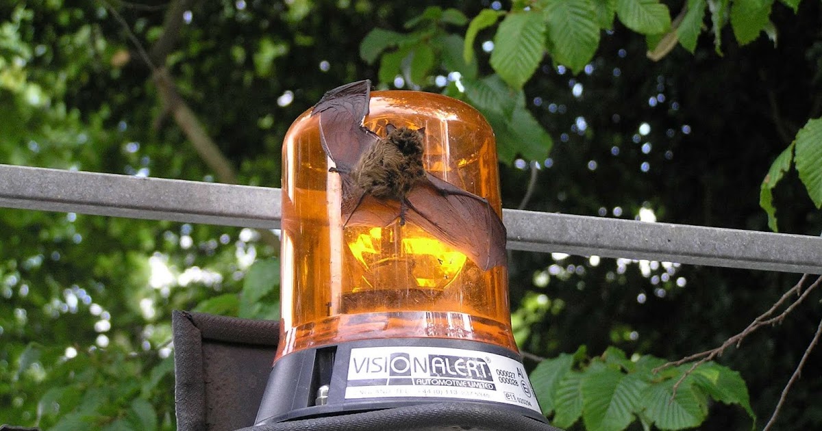 New Guidance on bats and lighting