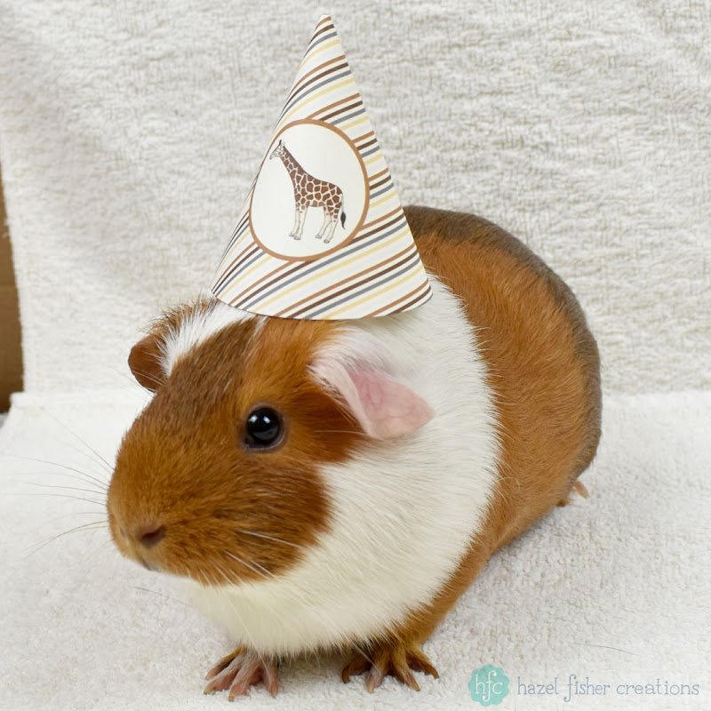 Celebrating my Etsy shop (hfcSupplies) anniversary - guinea pigs modelling printable party hats - Hazel Fisher Creations Celebrating my Etsy shop (hfcSupplies) anniversary - guinea pigs modelling printable party hats - Hazel Fisher Creations