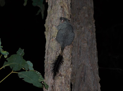 Brush-tailed Phascogale (Phascogale tapoatafa) Vulnerable