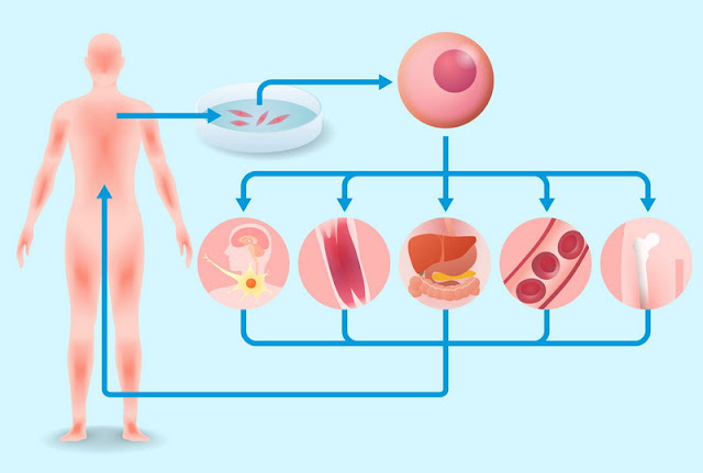 Regenerative Medicine Investing in Regenerative Medicine at the Local Level