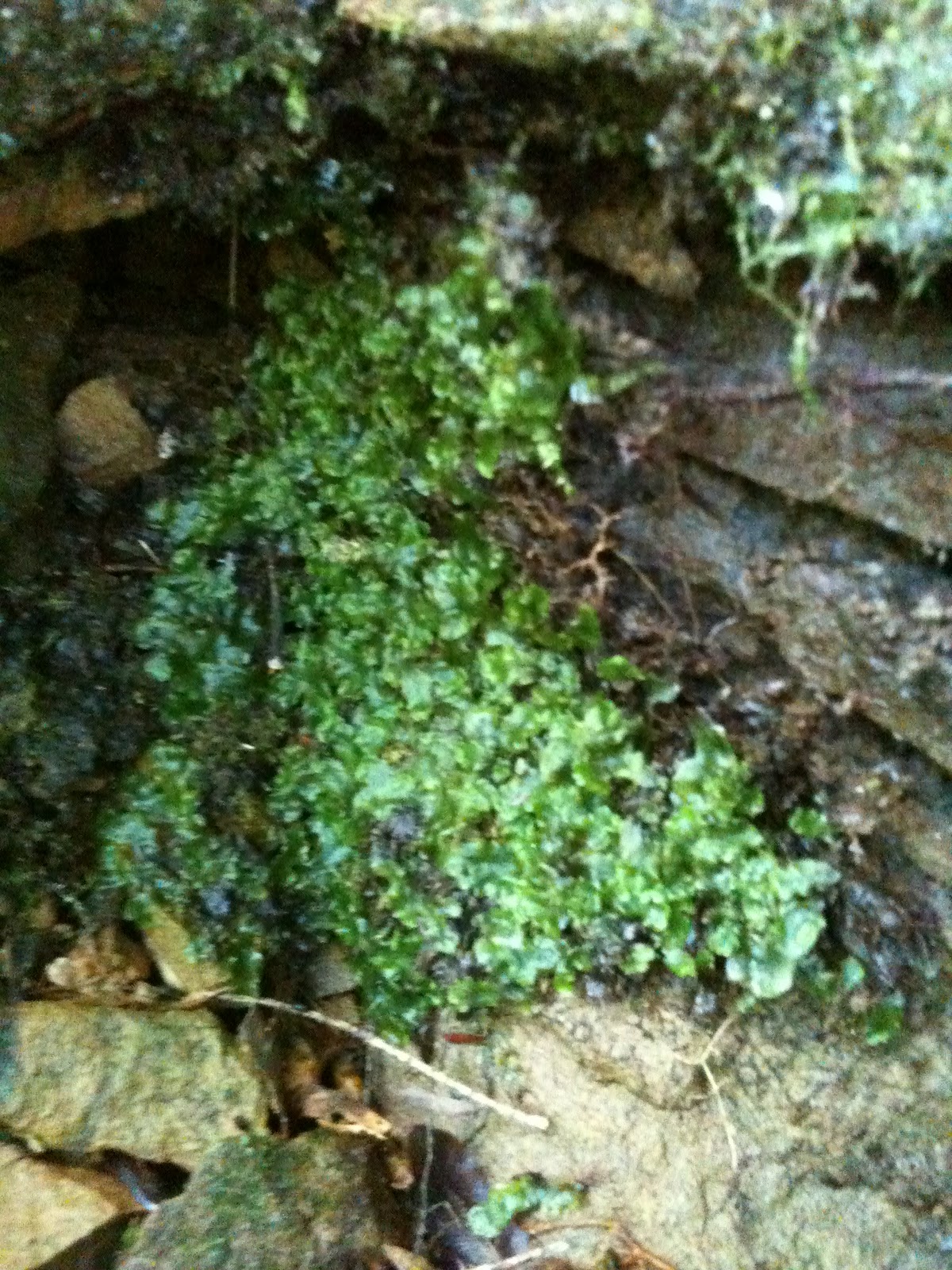 Kelcie's NonVascular Plant Blog Specimen 1 Thallus Liverwort