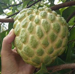 Jual tanaman Pohon besar siap kirim ke seluruh Indonesia