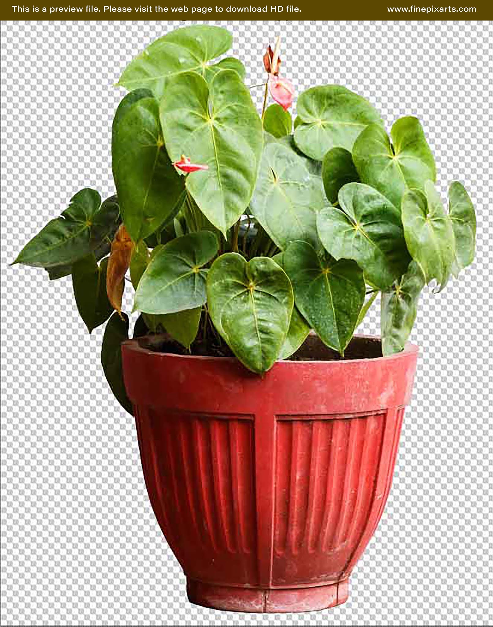 PNG-Garden-plant-Texture--Anthurium-00001