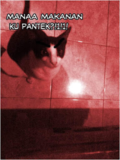Foto meme kucing lucu Foto meme kucing lucu