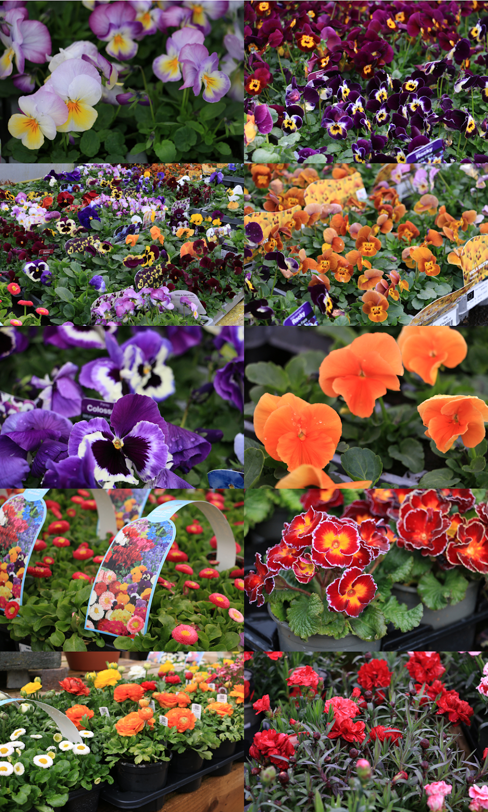 Preston Bissett Nurseries and Country Shop Spring Bedding Plants