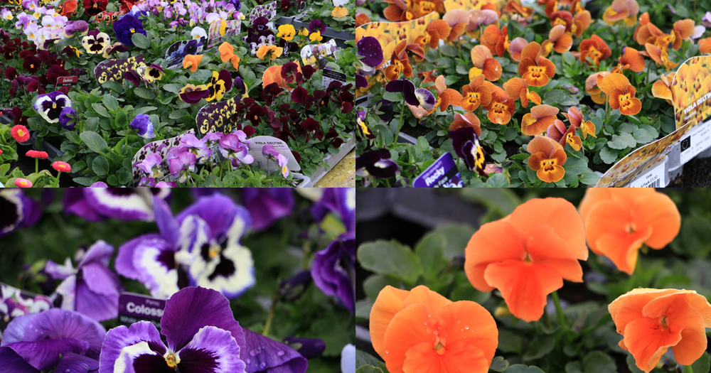 Preston Bissett Nurseries and Country Shop Spring Bedding Plants