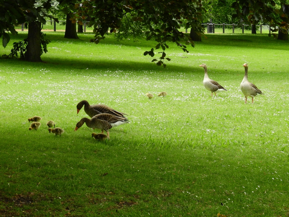 Kensington Gardens and Hyde Park birds
