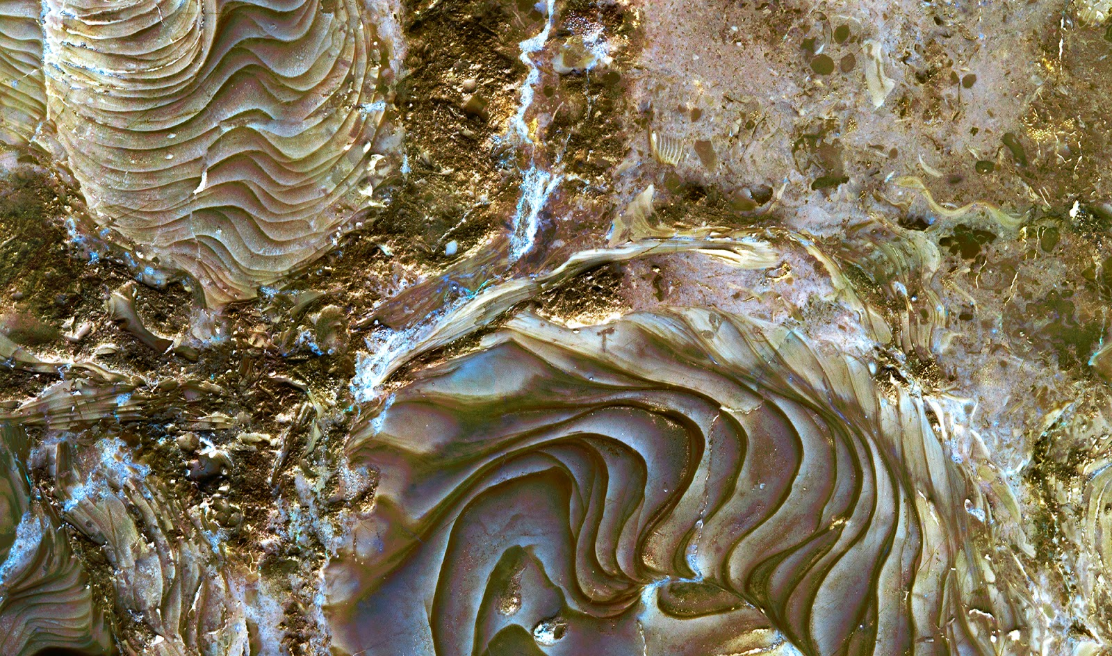 Zoë Design: Day 13 ~ WALLPAPER-A-DAY &ldquo;Fossilized Coral Stone&rdquo;