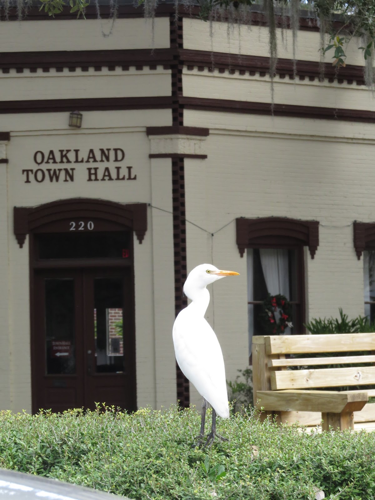 Simply Living: Bald eagle sighting