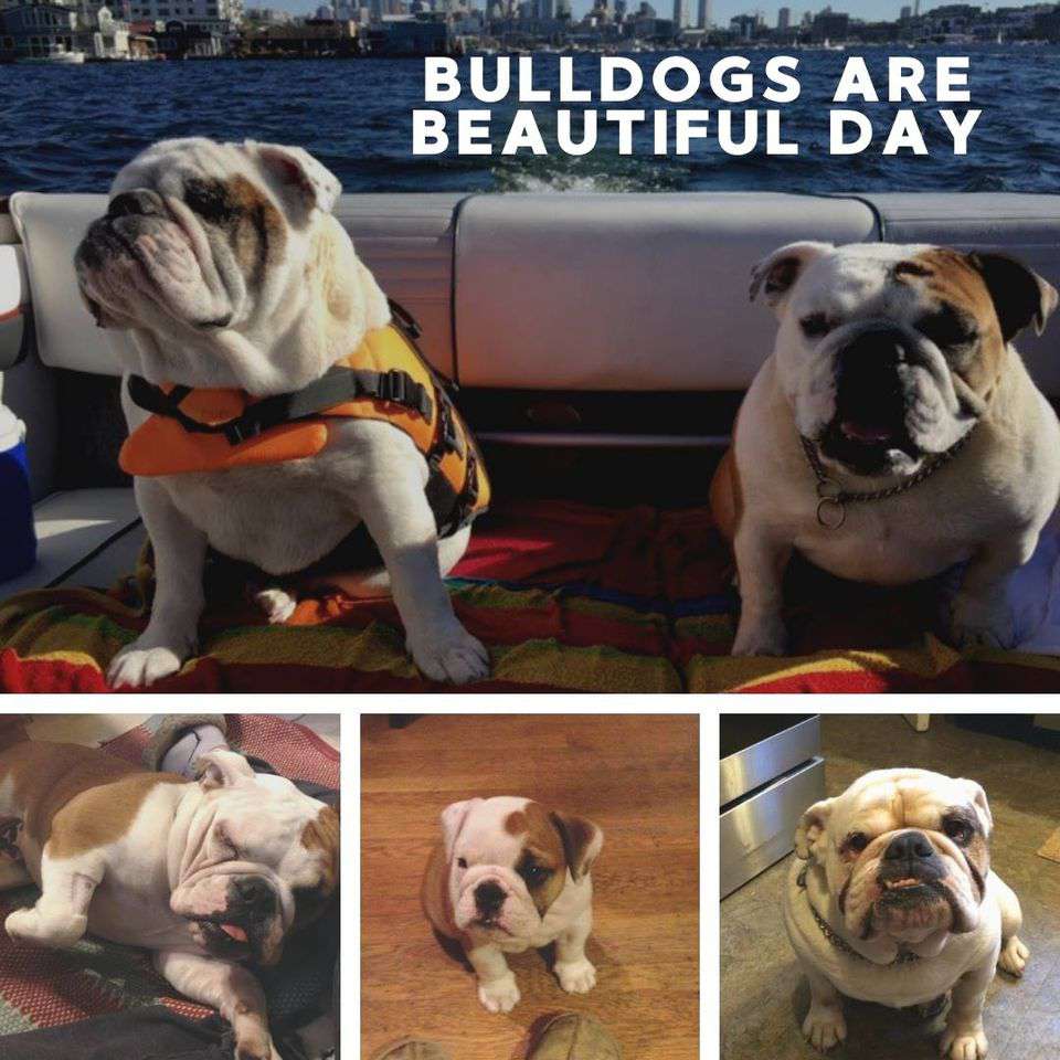 National Bulldogs Are Beautiful Day Wishes