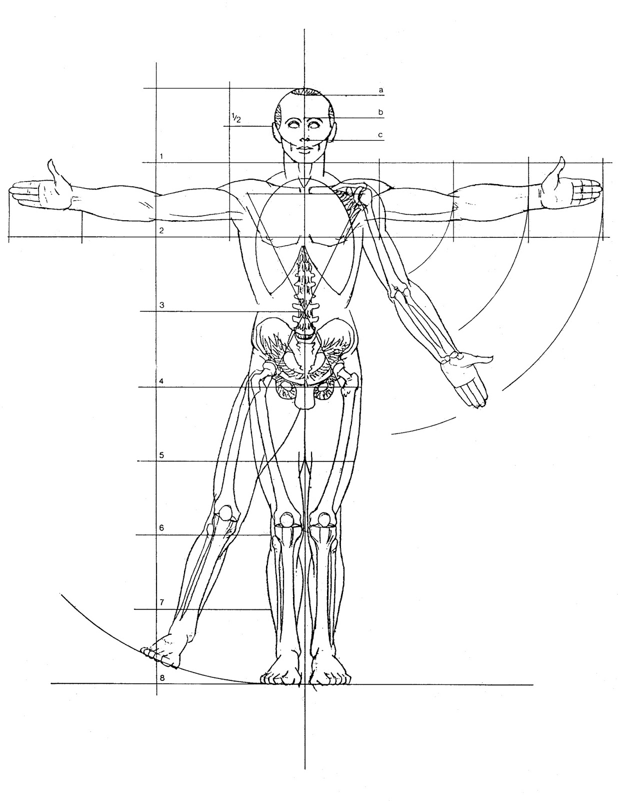 Пропорции построения человека