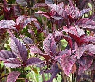 purple-leaves,www.healthnote25.com