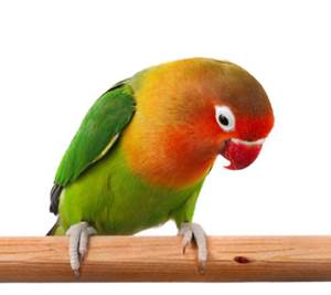 Burung Lovebird Holland Ciri Ciri Harga Dan Gambarnya Burung Babe
