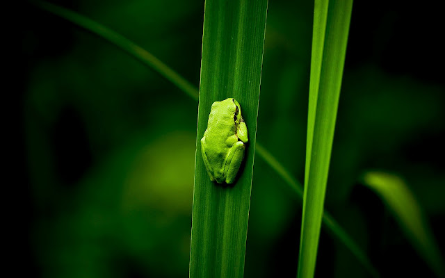 Green frog on green leaf wallpaper