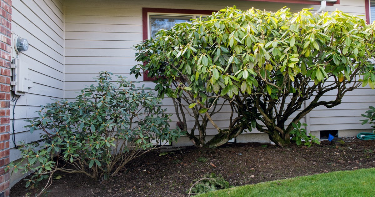 Let S Gardening Shrubs In Tubs