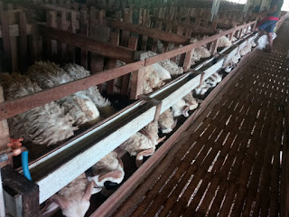 qurban di jogja idqurban.com