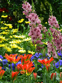 Pink Verbascum Mullein yellow African daisies Allan Gardens Conservatory Easter Flower Show by garden muses-not another Toronto gardening blog