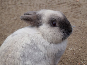 Frühling im Tierpark Gettorf (+ Verlosung). Es gibt Kaninchen im Tierpark und in den Osterferien tolle Aktionen!