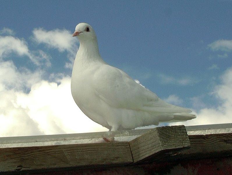 What to do if you find a banded white pigeon