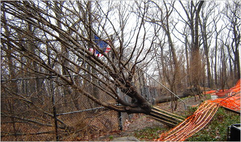 The Survivor Tree and the Glade at Ground Zero 