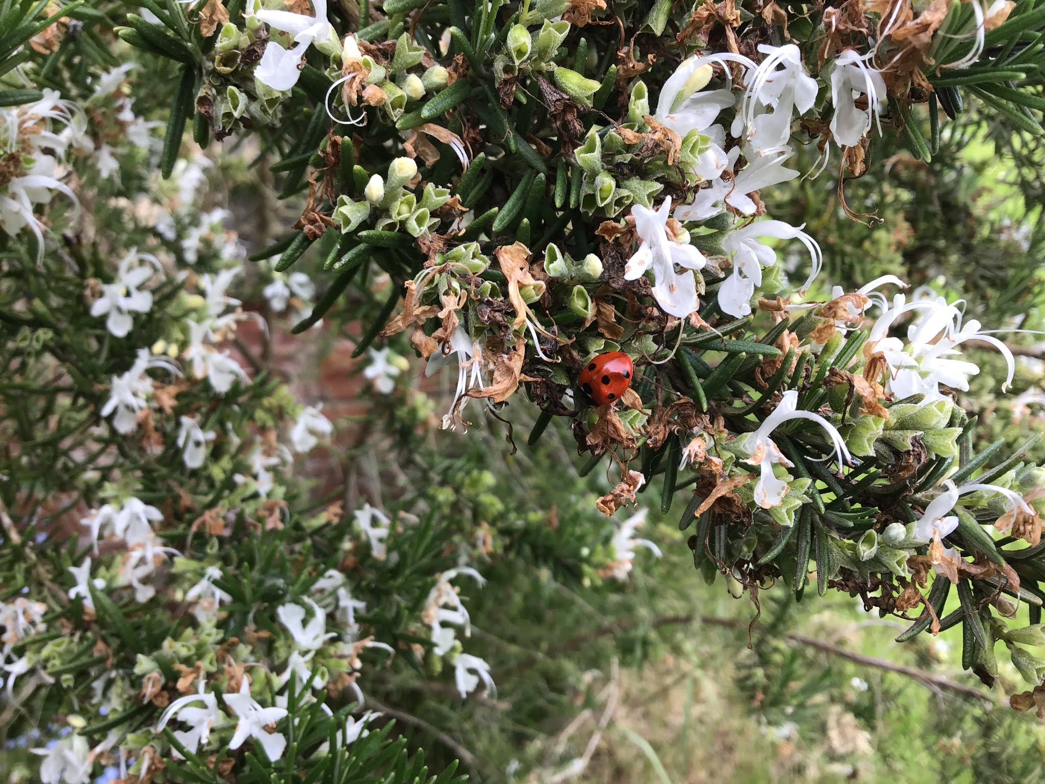 I Bring You Flowers!