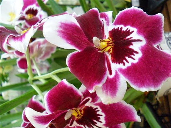 Contoh Report Text Tentang Bunga Anggrek (Orchid)  Dark 