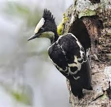 Black and buff Woodpecker