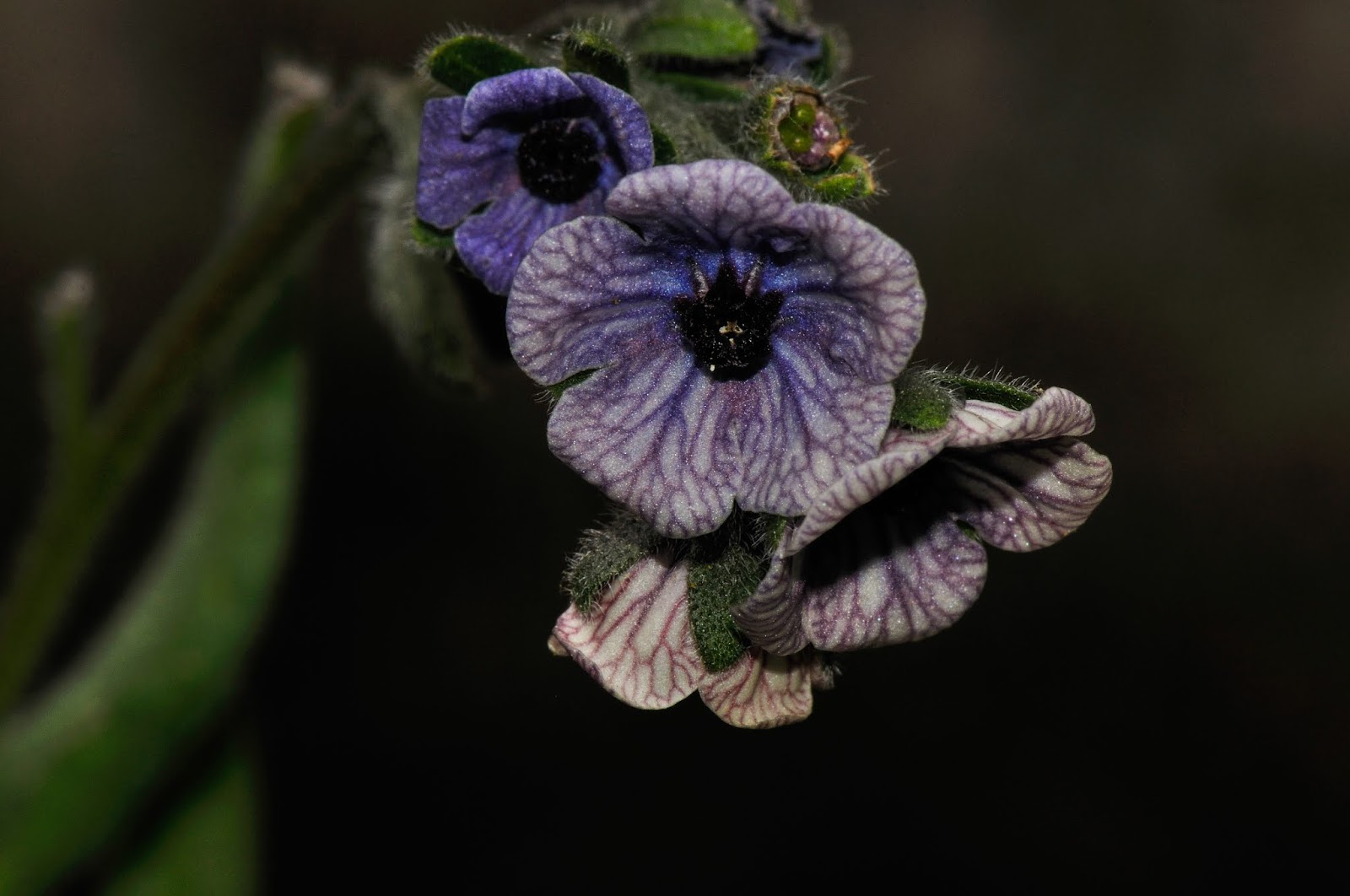 Desde Alájar: Lengua de perro