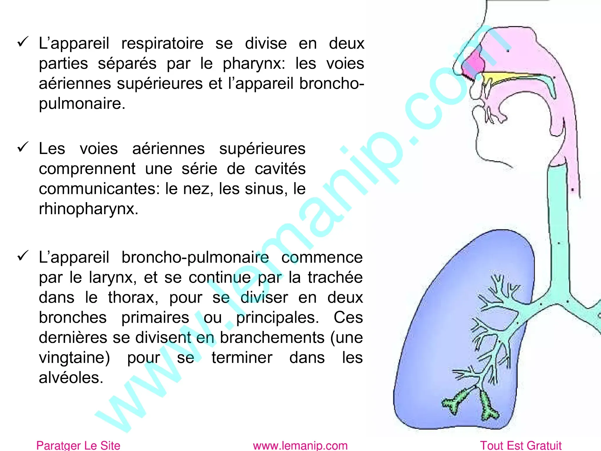 Système respiratoire : définition 